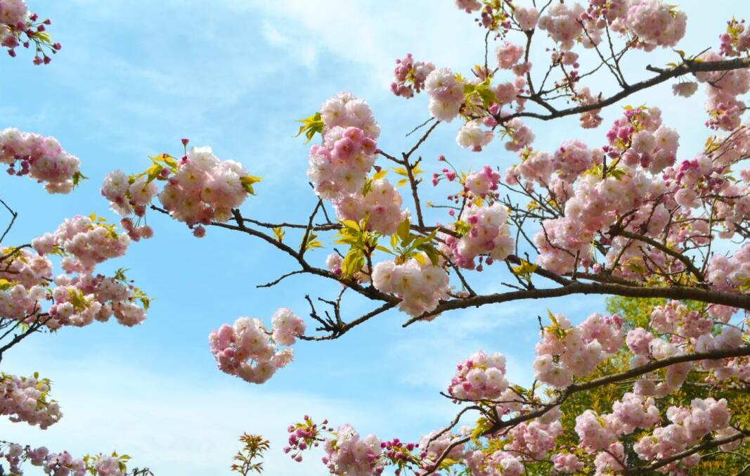 清明出游 |最美人間四月天，賞花踏青竇圌山！